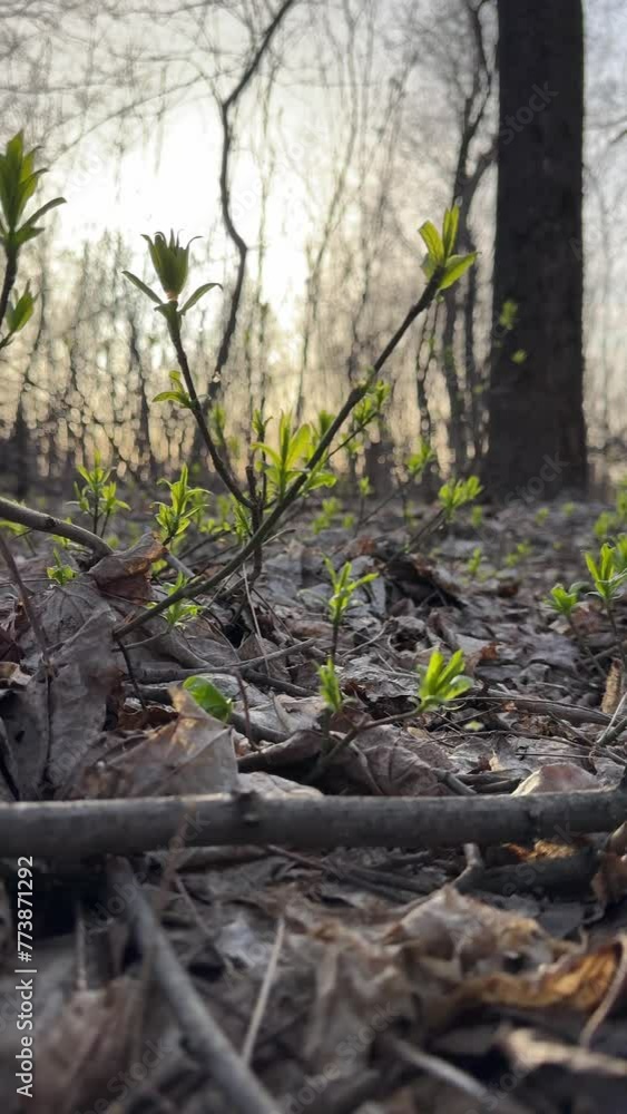 Spring Sunny Forest Mobile Video concept of life, new achievements, determination, career
Spring Sunny Forest Mobile Video concept of life, new achievements, determination, career