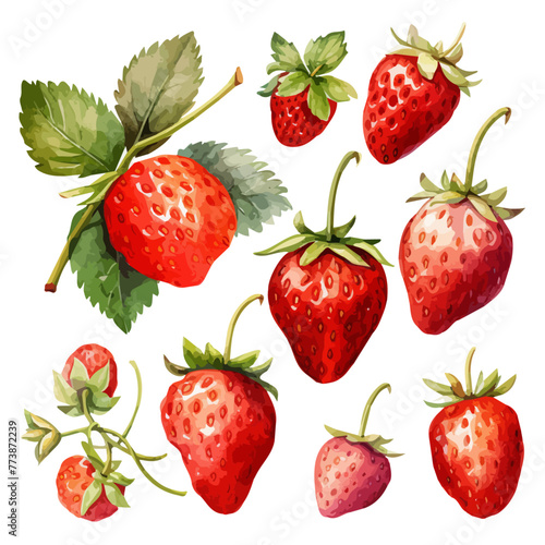 Watercolor hand drawn Whole and cut strawberries fruits and leaves set. Watercolor hand drawn illustration red strawberry   isolated on white background  fruit painting set of strawberries