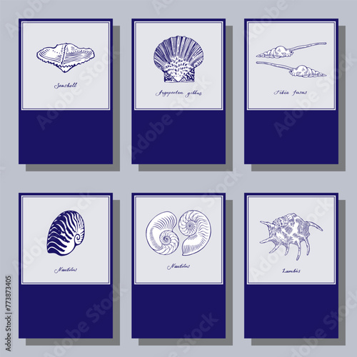 Argopecten gibbus and Seashell collection. Blue and white set. Vintage style cards and calendar pages. Vector illustration on a colorful background. photo