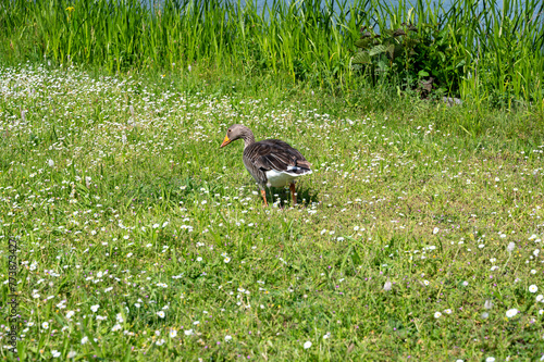 A goose in the flowerbed