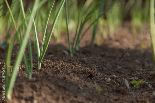 A green plant grows out of the ground. Spring and germination. Growth