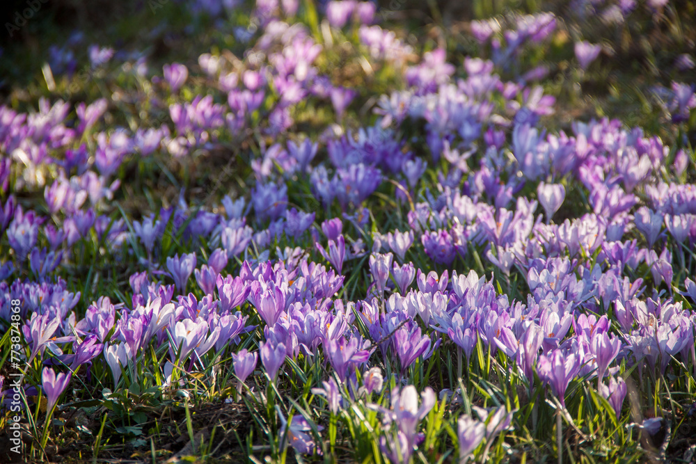 Obraz premium Spring purple snowdrops on green grass. Spring texture. Natural flowers