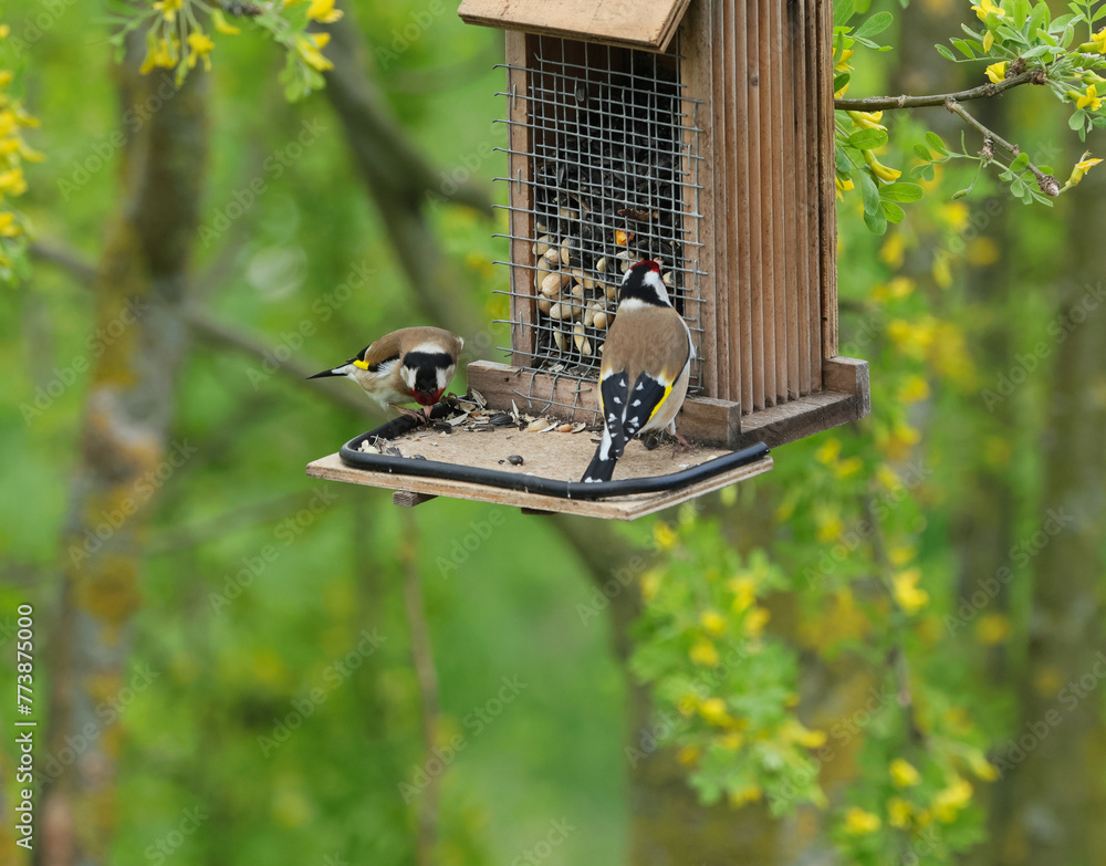 Naklejka premium Stieglitz, Fink, Singvogel, Artenschutz, Vielfalt, Natur, Natürlich, Einheimisch, Spatz, Vogel, Meise, bunt, farbenfroh