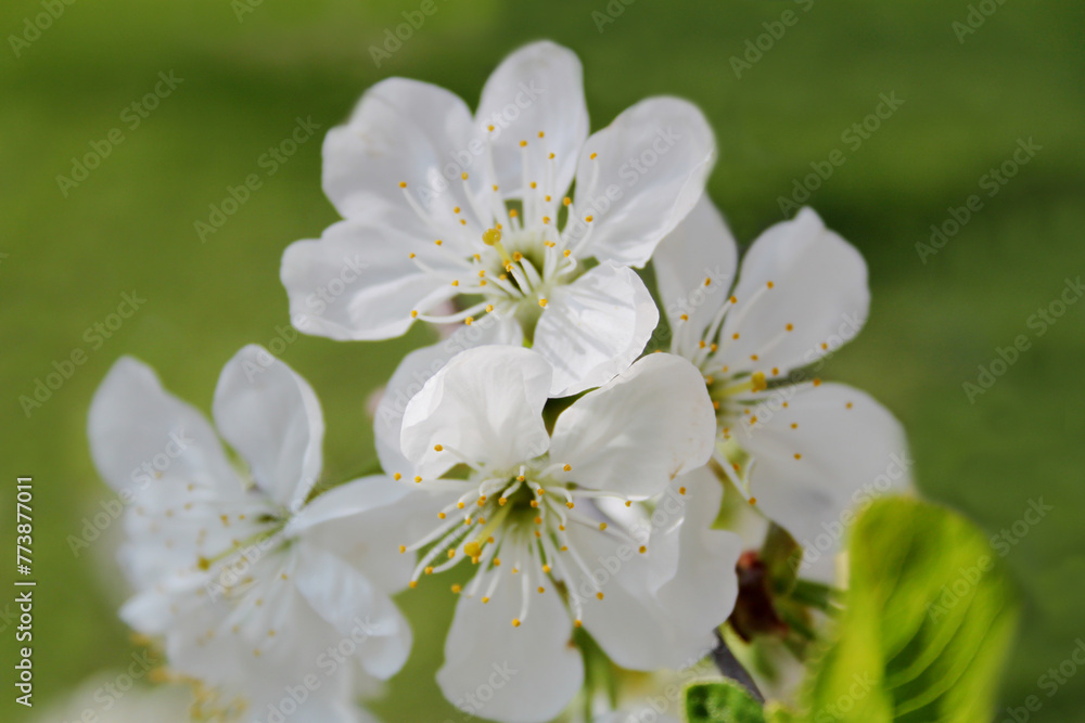 Blooming cherry tree on a green background