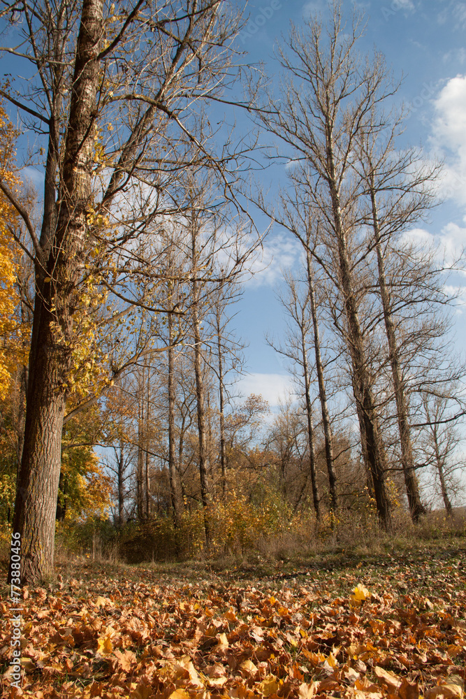 autumn trees with golden leaves.beautiful autumn background autumn trees with golden leaves.beautiful autumn background