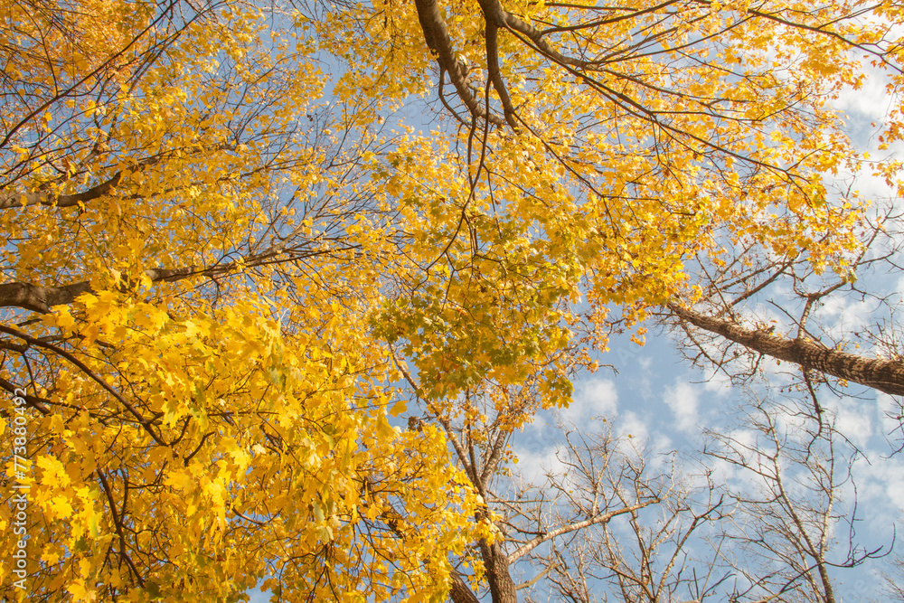autumn trees with golden leaves.beautiful autumn background autumn trees with golden leaves.beautiful autumn background