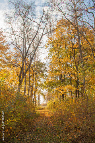 autumn trees with golden leaves.beautiful autumn background