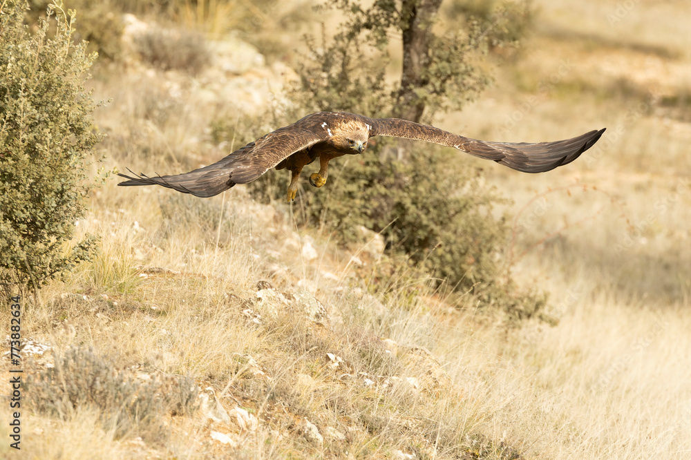 Fototapeta premium Adult male Golden Eagle flying in a Mediterranean pine and oak forest at first light on a cold winter day