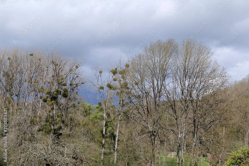 vue sur les arbres vue sur les arbres