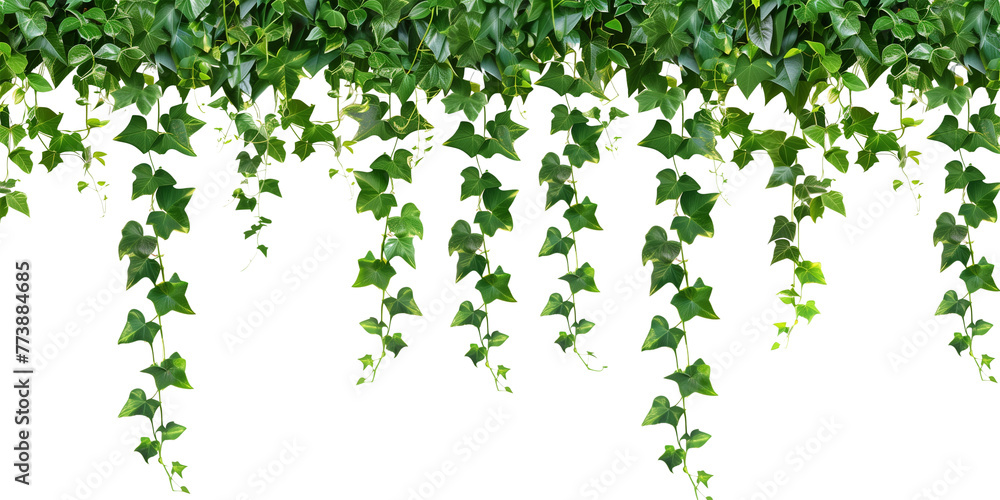 Tropical creeper border hanging, isolated on transparent background Tropical creeper border hanging, isolated on transparent background