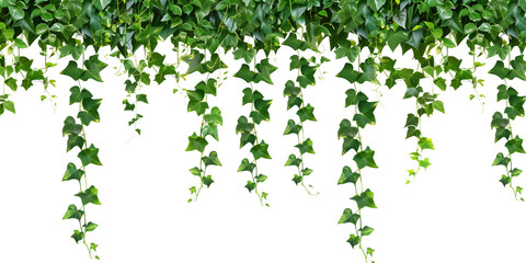 Tropical creeper border hanging, isolated on transparent background