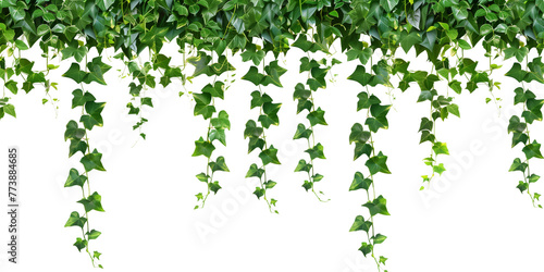 Tropical creeper border hanging, isolated on transparent background