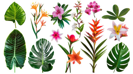 A collection of exotic jungle plants and flowers, isolated on transparent background