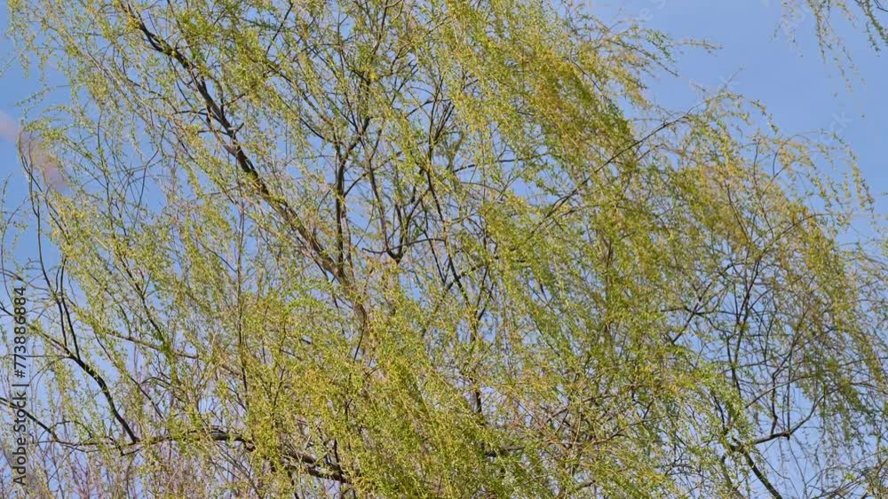春風に揺れるヤナギの枝のさわやかな風景 春風に揺れるヤナギの枝のさわやかな風景
