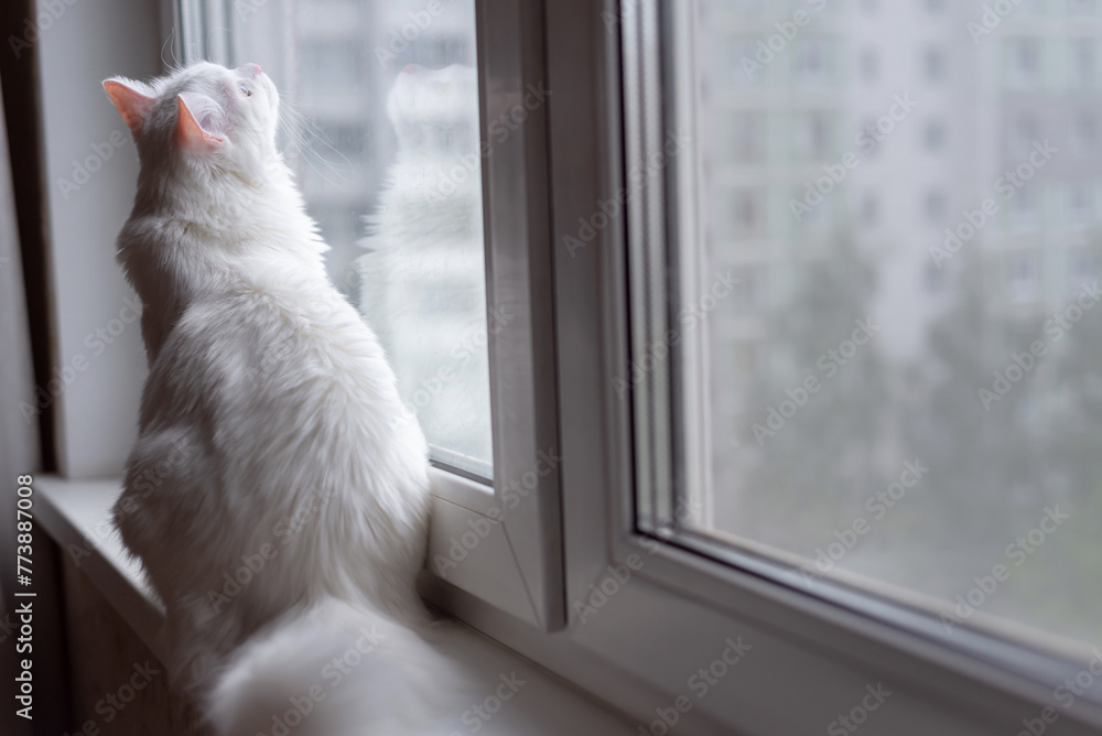 Fluffy white cat sitting on the windowsill, looking through window, summer time. Beautiful domestic white cat at home. Back side view. Copy space