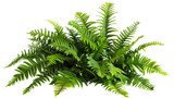 A lush jungle fern cluster, isolated on transparent background