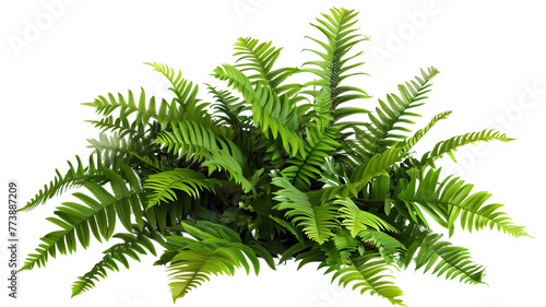 A lush jungle fern cluster  isolated on transparent background