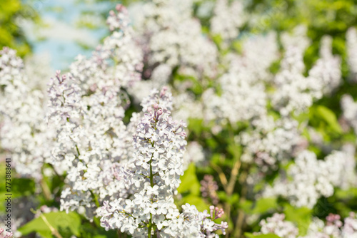 Spring blooming lilac flowers, closeup