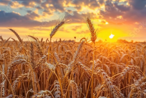 Landscape Field. Summer Wheat Field at Sunset  Harvest Season Beauty