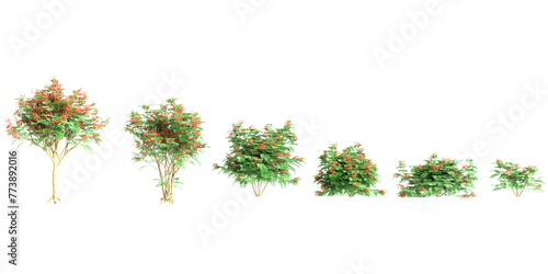3d illustration of set Caesalpinia pulcherrima tree isolated on transparent background photo