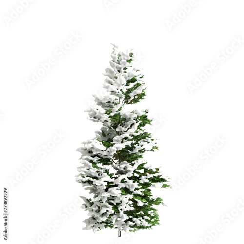 3d illustration of Chamaecyparis obtusa snow covered bush isolated on transparent background