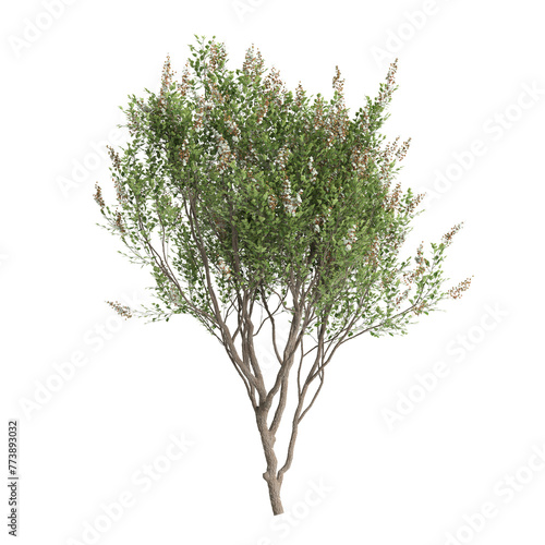 3d illustration of Lawsonia inermis tree isolated on transparent background © TrngPhp