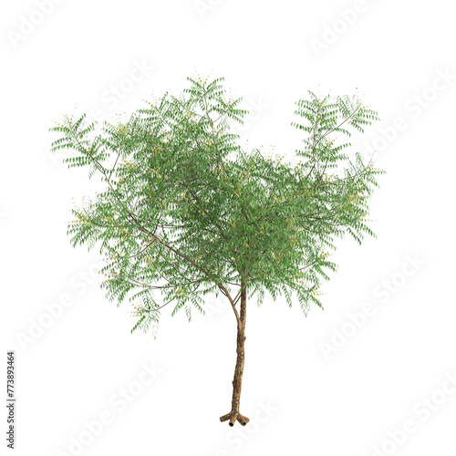 3d illustration of Azadirachta indica tree isolated on transparent background