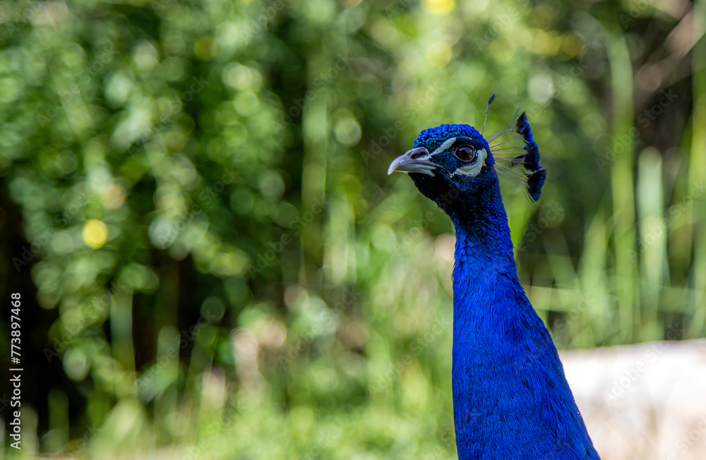 Peacock in the garden, closeup of head and neck Peacock in the garden, closeup of head and neck