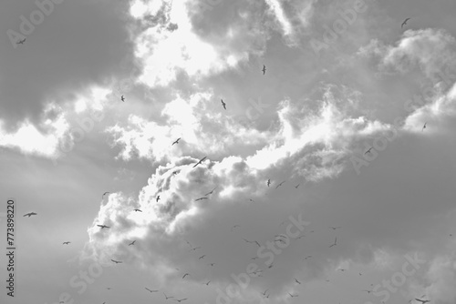 Scattering birds circle in front of a dramatic cloudscape in Bournemouth, UK photo