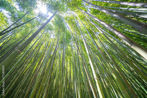 The Bamboo Cevennes, Occitanie, France