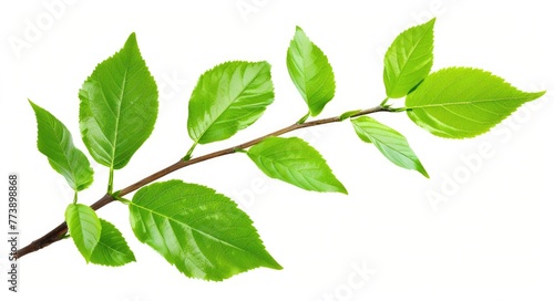 Foliage Isolated. Fresh Green Leaves Branch in Nature with White Background
