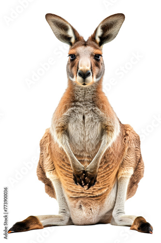 Frontal view of an adult kangaroo Macropus rufus looking at camera isolated on a clipped PNG transparent background