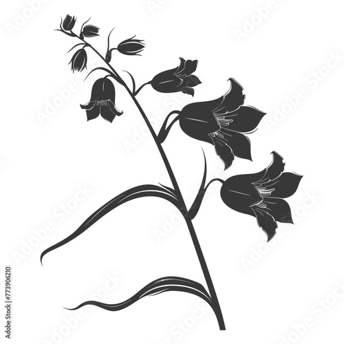 Silhouette bluebell flower black color only