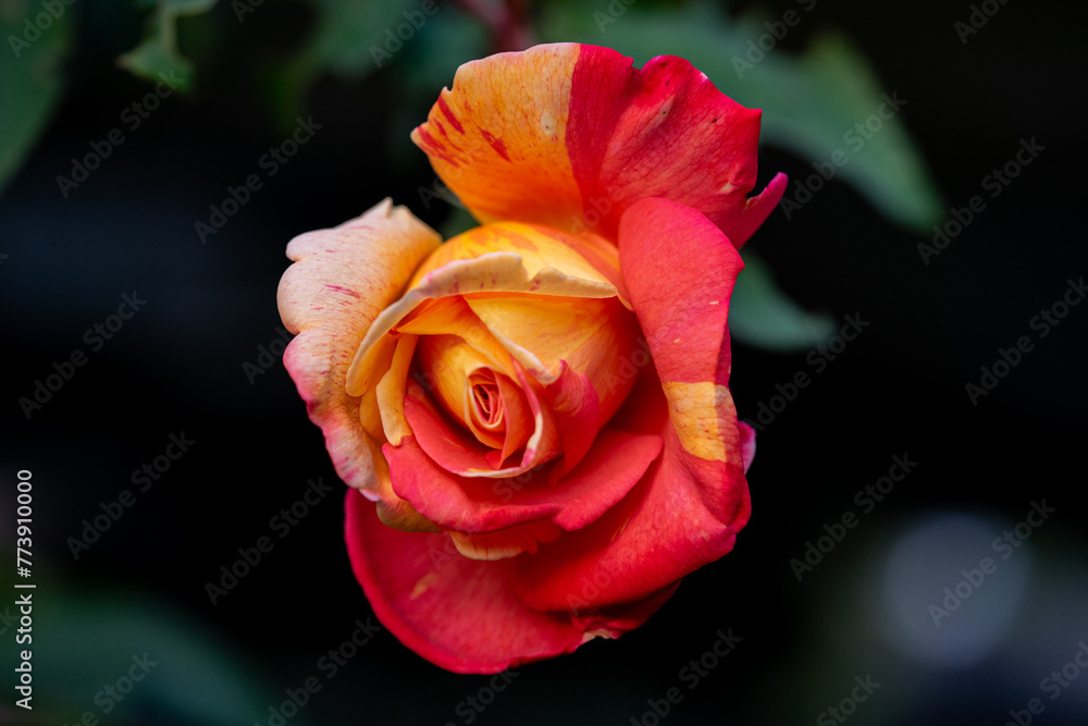 closeup of colorful rose that is blooming in a dark background during summer season closeup of colorful rose that is blooming in a dark background during summer season
