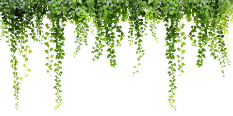 Tropical creeper border hanging, isolated on transparent background