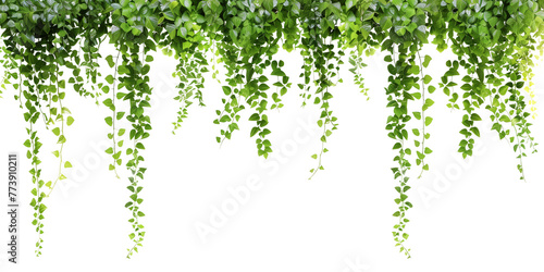Tropical creeper border hanging, isolated on transparent background photo