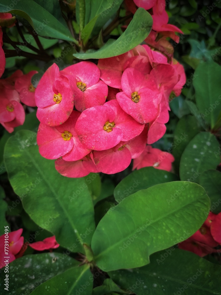 red rose bush