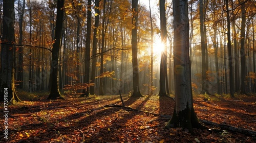 sun beams in an autumn forest © sania