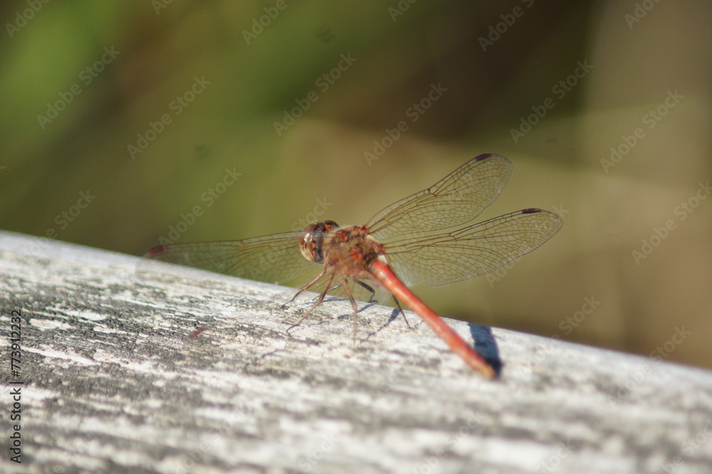 Dragonfly enjoying the sunshine Dragonfly enjoying the sunshine