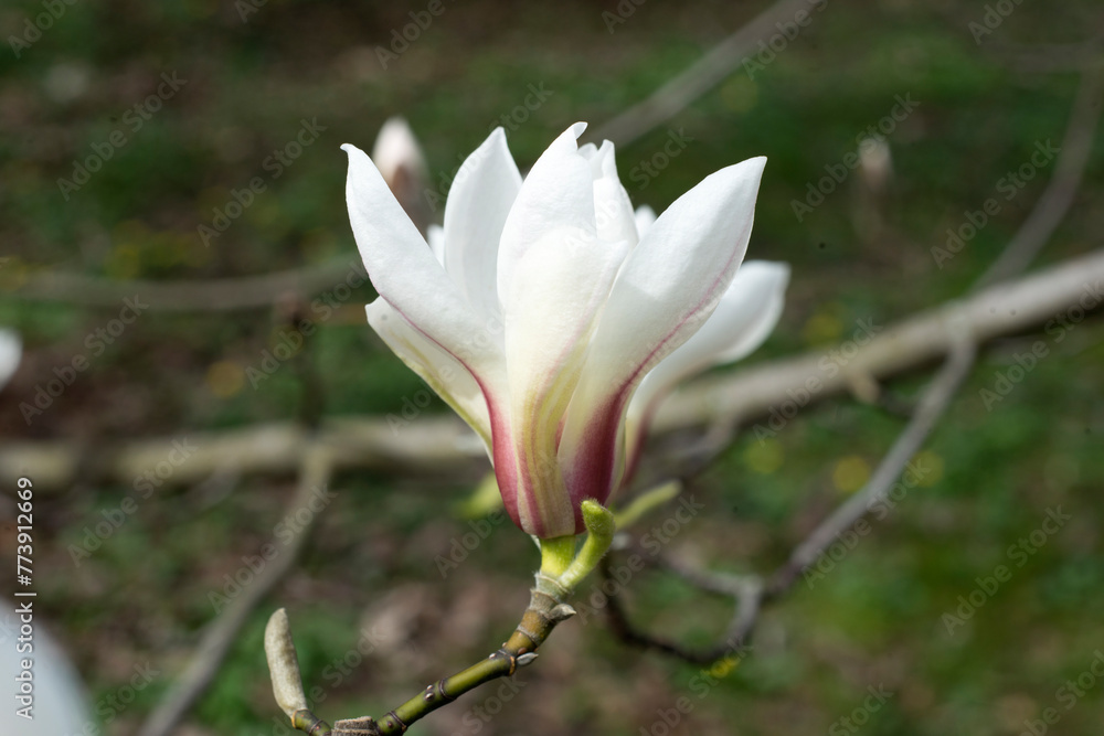 white magnolia flower in the morning 