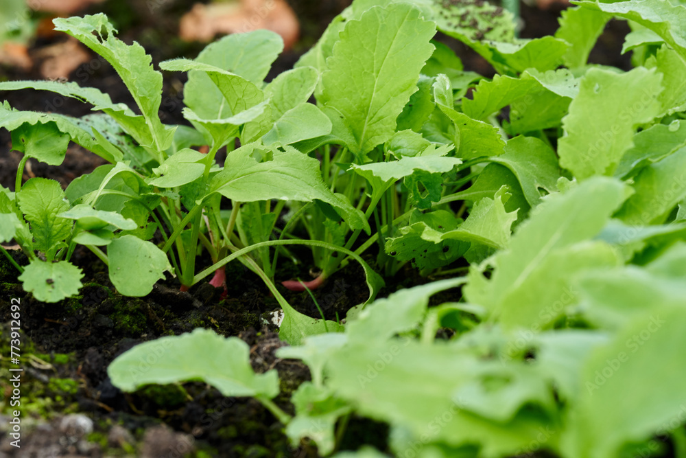 Fototapeta premium Radishes are grown at spring