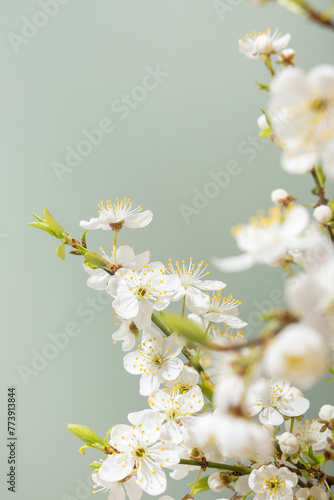 Beautiful spring flowers bloom on greeen background.