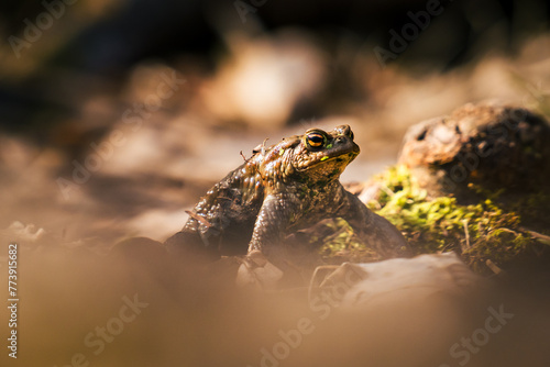 Male toad on a sunny day in spring searching for a female in the forest