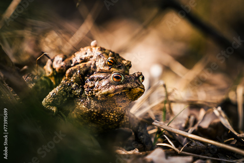 Couple of toad in spring on a sunny day in the forest