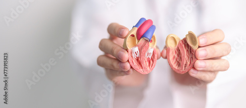Doctor hold human Heart anatomy model. Cardiovascular Diseases, Atherosclerosis, Hypertensive Heart, Valvular Heart, Aortopulmonary window, world Heart day and health concept