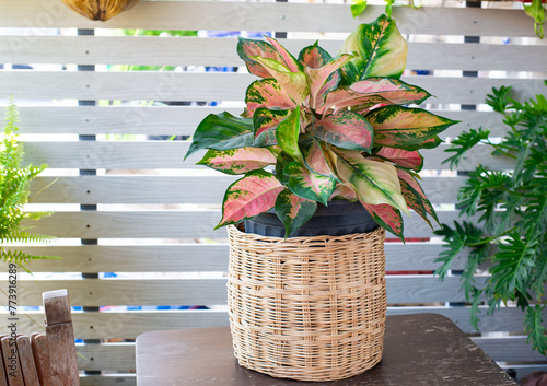 Aglaonema lady valentin plant in clay pot on white pattern wall background, wooden table. Small houseplant, modern home decor interior design. Spring Snow Chinese Evergreen tree in living room.
