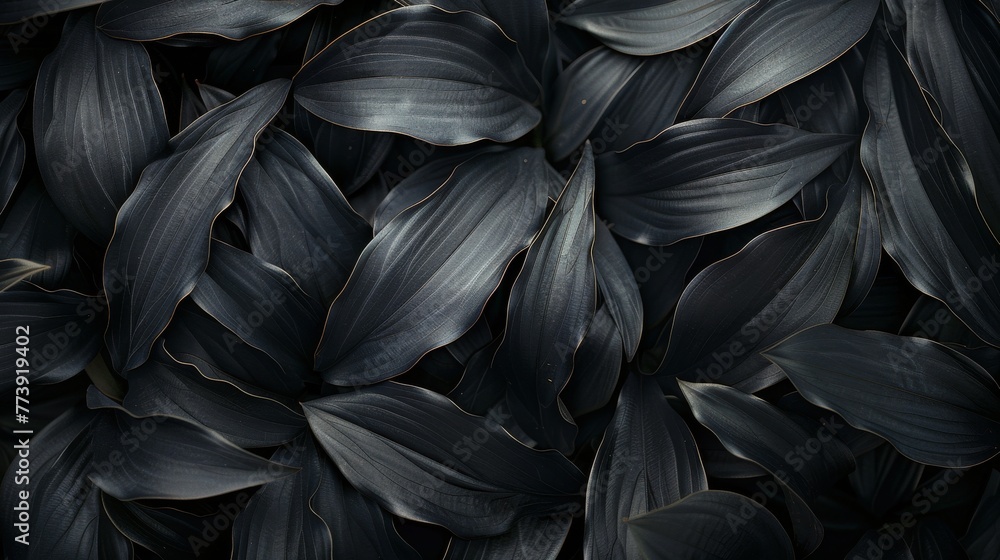 Cluster of Black Leaves Cluster of Black Leaves