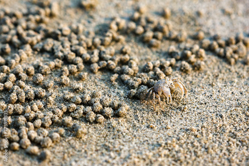 A closeup Ghost crab on the beach is making many balls of sand on the beach. In fact  it was eating the nutrients in the sand by the sea.