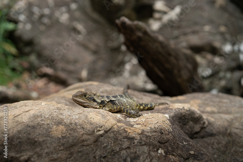 Australien Wild Life Gecko