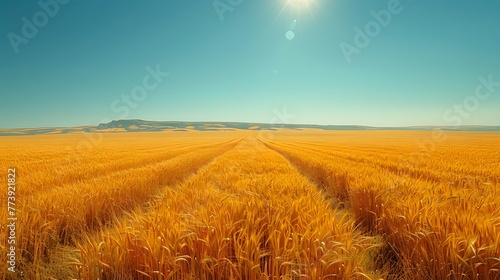 A tranquil wheat field bathed in the warm glow of the summer sun